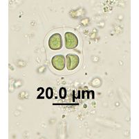 Chroococcus mipitanensis
