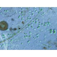 Chroococcus obliteratus