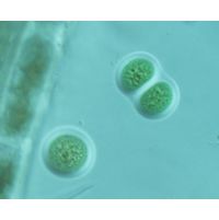 Chroococcus obliteratus