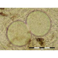 Chroococcus occidentalis