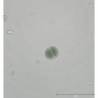 Chroococcus pulcherrimus