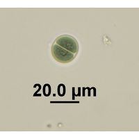 Chroococcus pulcherrimus