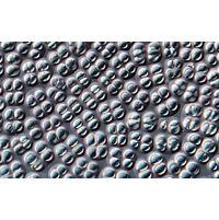Chroococcus