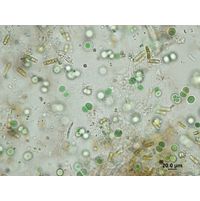 Chroococcus subnudus