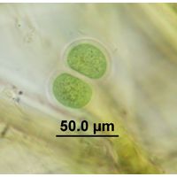 Chroococcus subnudus