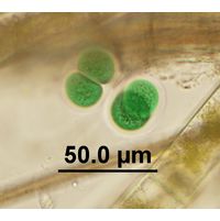 Chroococcus subnudus