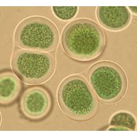Chroococcus subnudus¨