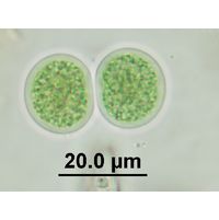 Chroococcus subnudus