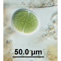 Chroococcus subnudus