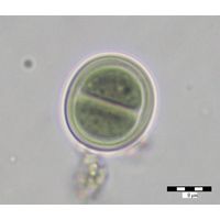 Chroococcus tenax