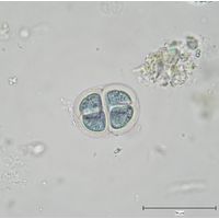 Chroococcus tenax