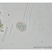 Chroococcus tenax