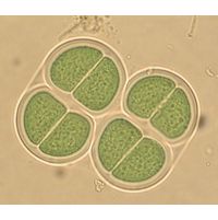 Chroococcus turgidus
