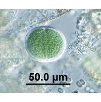 Chroococcus turgidus