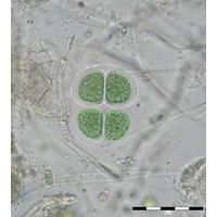 Chroococcus turgidus
