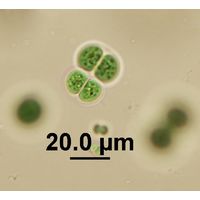 Chroococcus turgidus