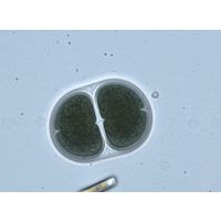 Chroococcus giganteus