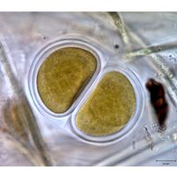 Chroococcus giganteus