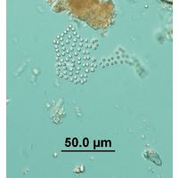 Coccopedia limnetica