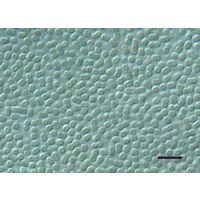 Cyanobacterium