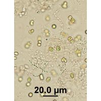 Cyanodictyon turfosum
