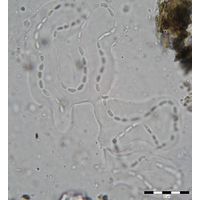 Cyanodictyon