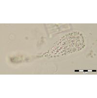 Cyanodictyon turfosum