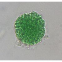 Cyanosarcina
