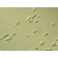 Cyanothece aeruginosa