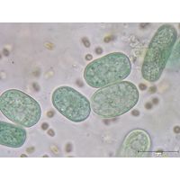 Cyanothece aeruginosa