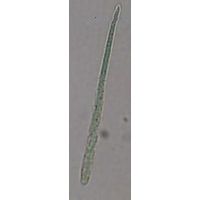 Dactylococcopsis