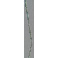 Dactylococcopsis sp.