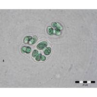 Eucapsis cf. parallelepipedon