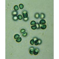 Eucapsis cf. paralelepipedon