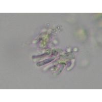 Geitleribactron periphyticum