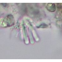 Geitleribactron periphyticum