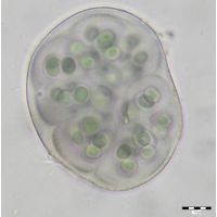 Gloeocapsa violascea