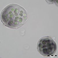 Gloeocapsa alpina