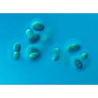 Gloeocapsa calcarea