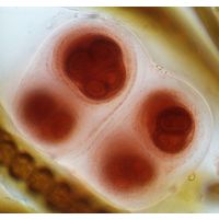 Gloeocapsa sanguinea