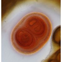 Gloeocapsa sanguinea