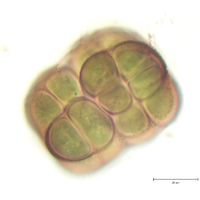 Gloeocapsopsis chroococcoides
