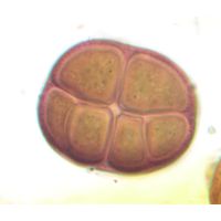 Gloeocapsopsis chroococcoides