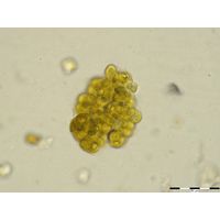 Gloeocapsopsis pleurocapsoides