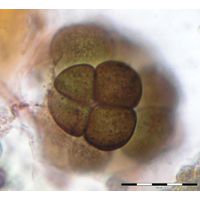 Gloeocapsopsis dvorakii
