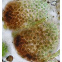 Gloeocapsopsis dvorakii