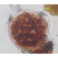Gloeocapsopsis dvorakii