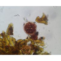 Gloeocapsopsis dvorakii