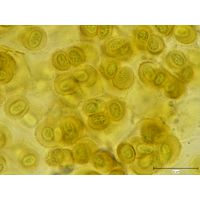 Gloeothece rupestris