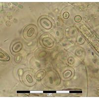 Gloeothece membranacea